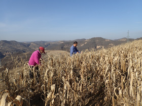 雑穀収穫の民族調査（中国陝西省延安市）