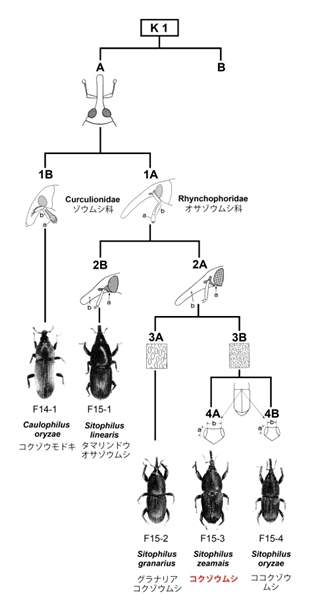 コクゾウムシ