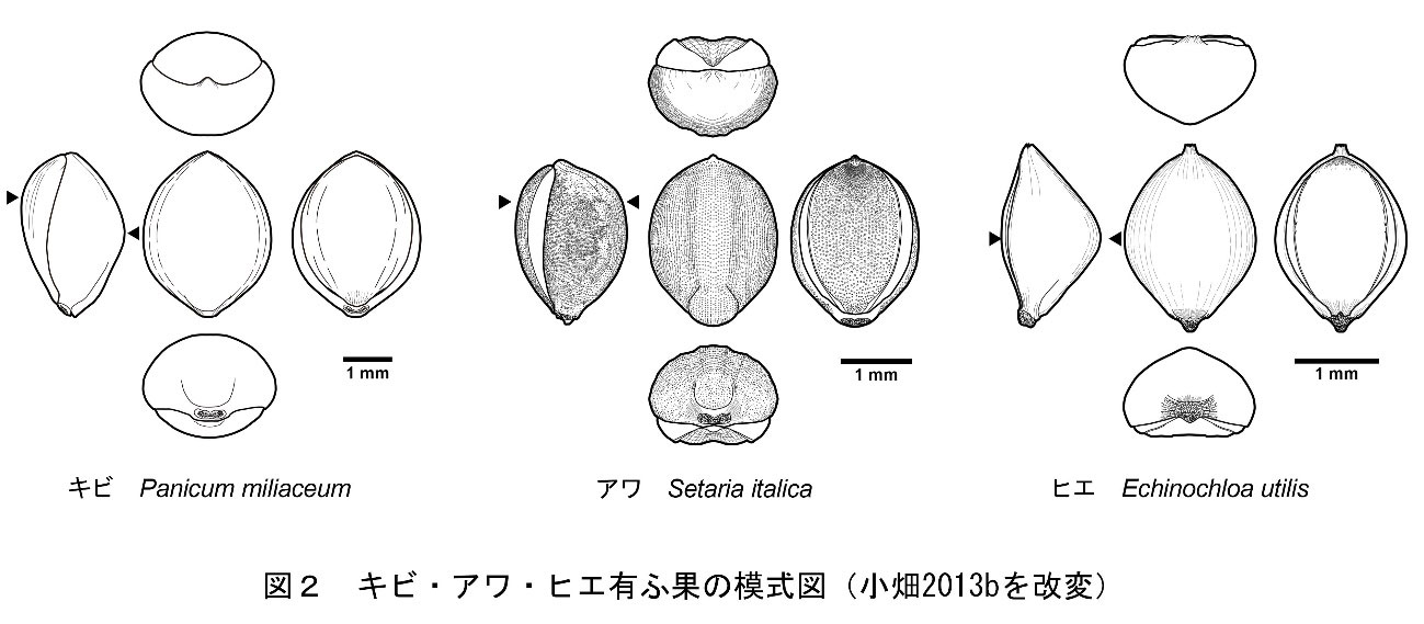 ヒエ属